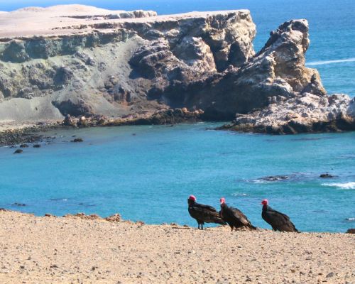 Birds resting on cliffs above San Fernando Bay