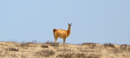 Guanaco in the desert of San Fernando Marine Reserve