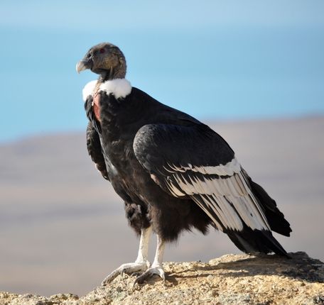 Andean condor at San Fernando Marine Reserve