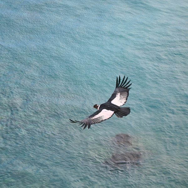Andean condor flying above the Pacific Ocean in San Fernando