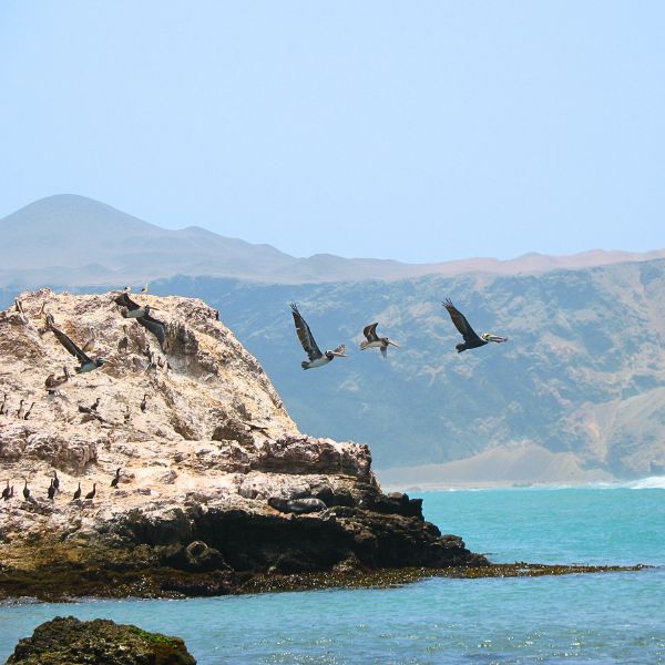 Pelicans and seabirds at San Fernando Marine Reserve