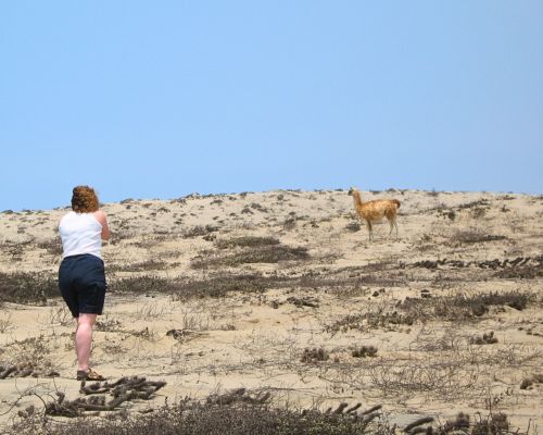 Visitor photographing a guanaco in San Fernando Reserve